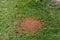 Fire ant mound in green grass