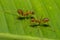 Fire ants meeting on banana leaf