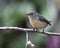 Fire-breasted Flowerpecker