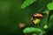 Fire Bug Apterus Pyrrhocoris mating on a green plant
