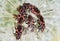 Fire bugs or Pyrrhocoris apteruson. Crawling on dandelion