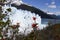 Fire bush at Perito Moreno Glacier, Los Glaciares National Park, Argentina