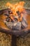 Fire of campfire with well-seasoned logs of wood in metal fireplace bowl outside in garden on lawn