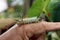 Fire caterpillar on finger of biologist