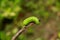 Fire caterpillar in garden