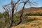 Fire damaged tree in scrub desert landscape vista