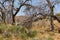 Fire damaged tree in scrub desert landscape vista