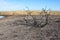 Fire Damged Bushes on Norfolk Coast