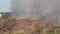 Fire Dry Grass in Field near the Village in Summer, Wildfire of Dry Stubble