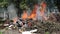 Fire at the dump in, Illegal burning of waste in violation of environmental norms