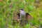 Fire-eyed deacon landing in Los Glaciares National Park in Argentina