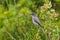 Fire-eyed diucon perching in Los Glaciares National Park