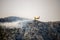 A fire fighting water bomber dropping water on a forest fire on top of the Kozjak mountain in Croatia. Summer wildfires are very