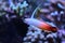 Fire fish goby in marine aquarium tank