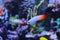 Fire fish goby in marine aquarium tank