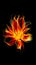 Fire flower, in flame glows on black background. AI generative. Burning