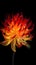 Fire flower, in flame glows on black background. AI generative. Burning