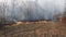 Fire in the Forest, Burning Dry Grass, Trees, Bushes, Flame and Smoke, Wildfires