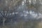 Fire in the forest. Fire and smoke in the forest litter. The grass is burning in the forest. Forest fires