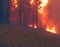 Fire in the forest at night. Fire burns trees and tall grass. Threat of forest fires. Side view. AI generated