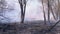 Fire in the Forest. Smoky Woods and Burned Trees and Grass on the Ground