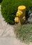 Fire hydrant