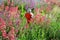 Fire hydrant in the flowerbed a very conspicuous variety of Centranthus ruber Coccineus, which blooms in May deep scarlet pink