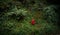 Fire hydrant in jungles background. Green ivy and ferns.