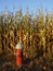 Fire hydrant in sunlit cornfield