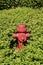 Fire hydrant surrounded by green plants