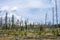 Fire Landscape, previously burned forest regrowth, Yellowstone National Park, USA