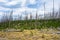 Fire Landscape, previously burned forest regrowth, Yellowstone National Park, USA