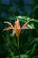 Fire Lily (Lilium lubiferum)