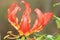 Fire Lily - Wild Flower Background - Nature\'s Romantic Beauty