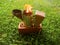 Fire in metal bee smoker standing on a brick and green grass . Agriculture equipment. Selective focus