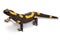 Fire newt or salamander