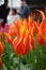 Fire Orange Flower Tulips Amsterdam Netherlands