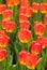 Fire orange and yellow tulips