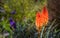 Fire Poker Flower with plant background