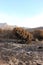 Fire ravaged burnt, arid wilderness landscape covered in small protea shrubs, with a dirt road