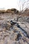 Fire ravaged burnt, arid wilderness landscape covered in small protea shrubs, with a dirt road