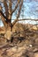 Fire ravaged burnt, arid wilderness landscape covered in small protea shrubs, with a dirt road