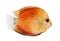 Fire Red Discus (fish) - Symphysodon aequifasciatu