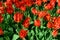 Fire red tulips, lots of red tulip flowers with with frayed edge