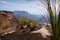 Fire resistant grass trees dominate the burnt plateau Blue Mountains