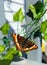 Fire-rim tortoiseshell (Aglais milberti) butterfly on a green plant