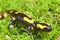 Fire salamander