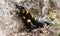 Fire Salamander