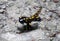 Fire salamander