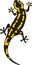 Fire Salamander Animal Color Vector